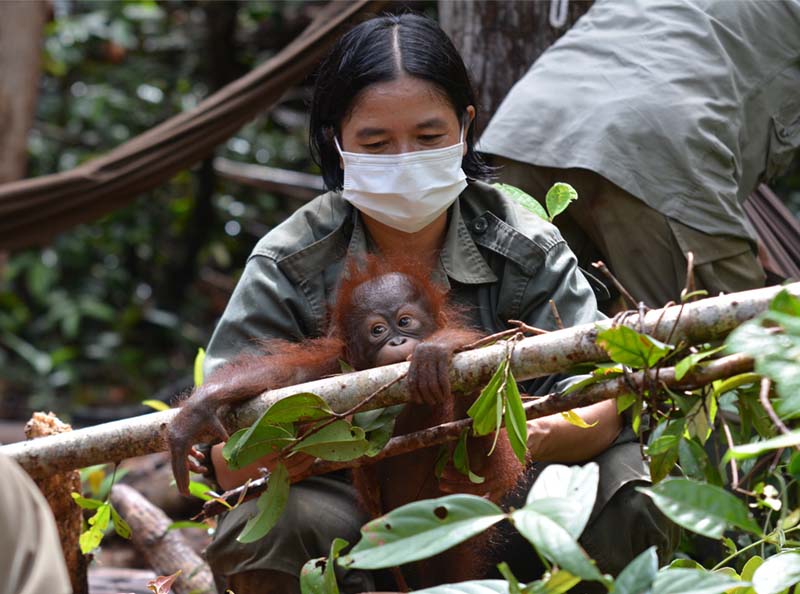 Box Set Music For Adventure, Kolaborasi Eiger Donasi Konservasi Orangutan Kalimantan