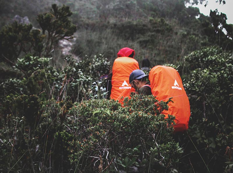 HUTAN LUMUT AKAR POHON BESAR SUMATERA UTARA 