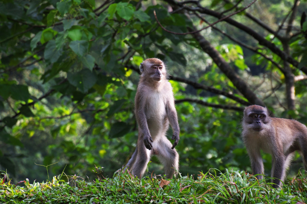 taman nasional di kalimantan tengah