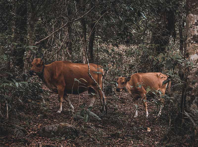 PEMANDANGAN ALAM RINJANI
