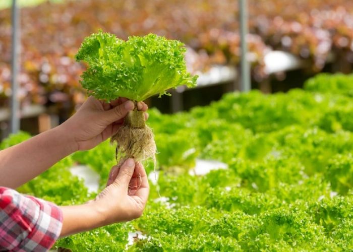 jenis tanaman hidroponik