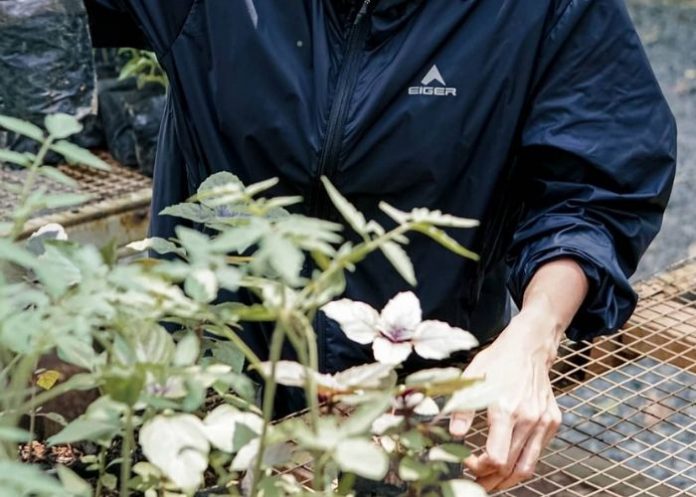 tanaman pembersih udara