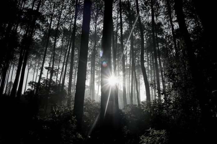 Hari Hutan Indonesia