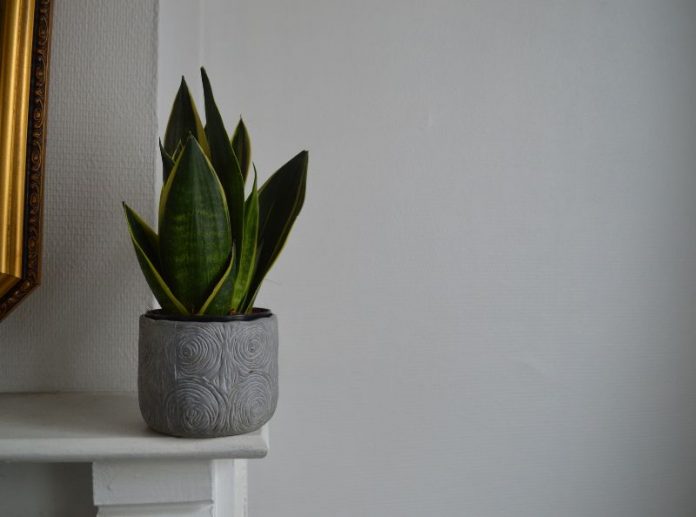 tanaman-penyerap-bau