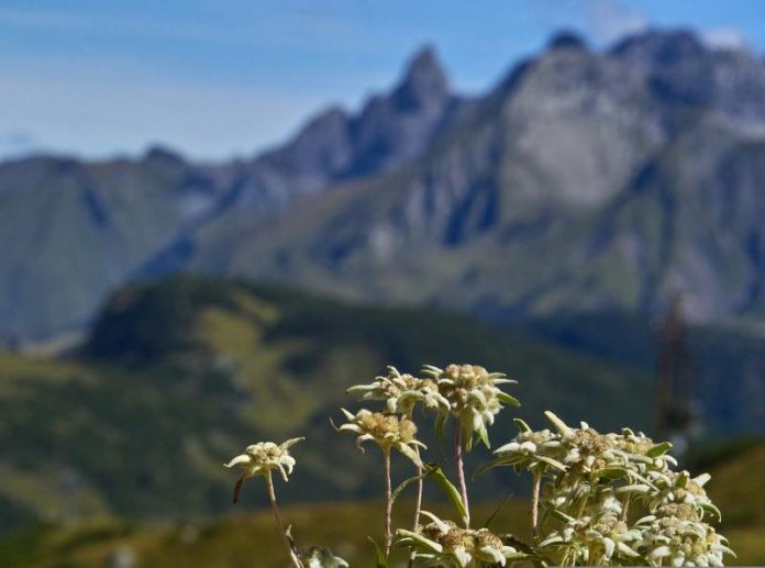 desa wisata edelweiss