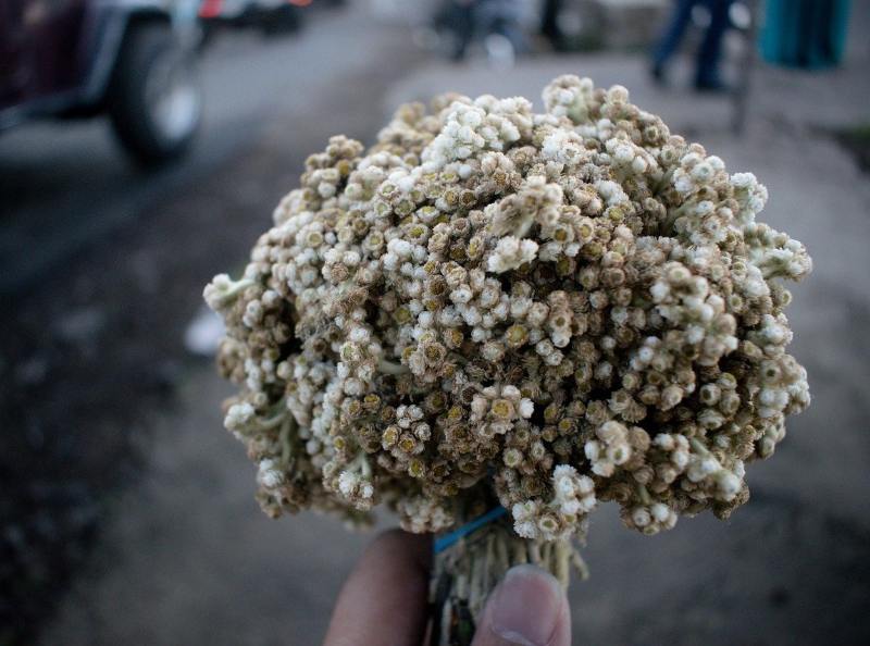 desa wisata edelweiss