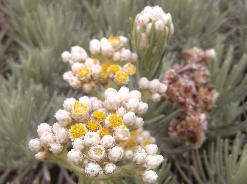 memetik bunga edelweiss