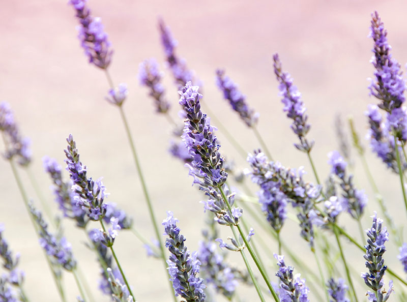 Aroma terapi untuk tidur