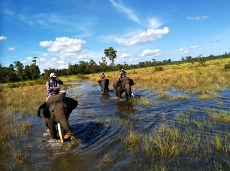 gajah taman nasional way kambas