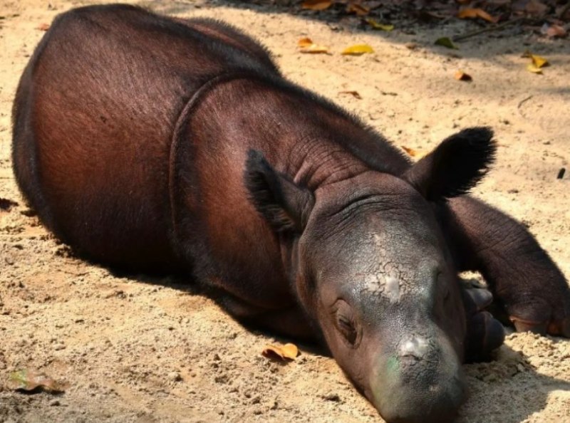  badak sumatera kecil