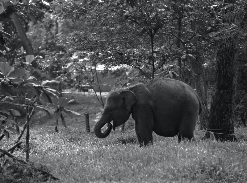 Sejarah Taman Nasional Way Kambas