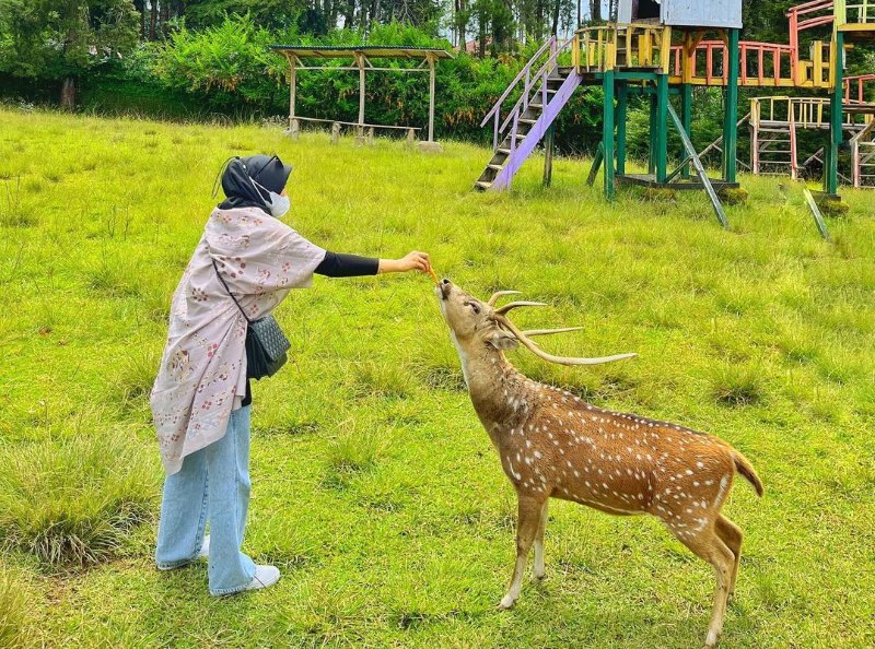 8. Penangkaran Rusa Kertamanah