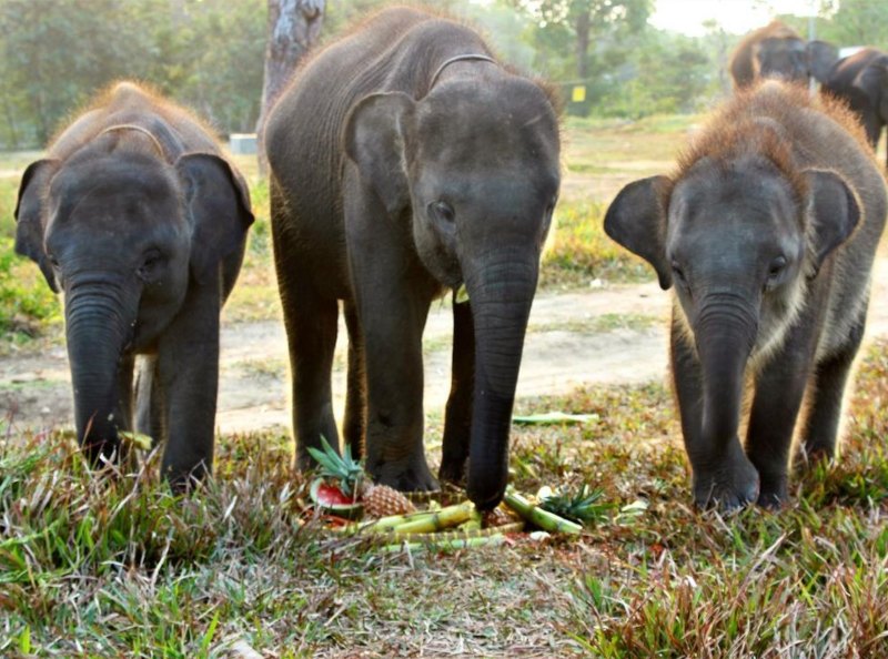 Cagar Alam Way Kambas Lampung