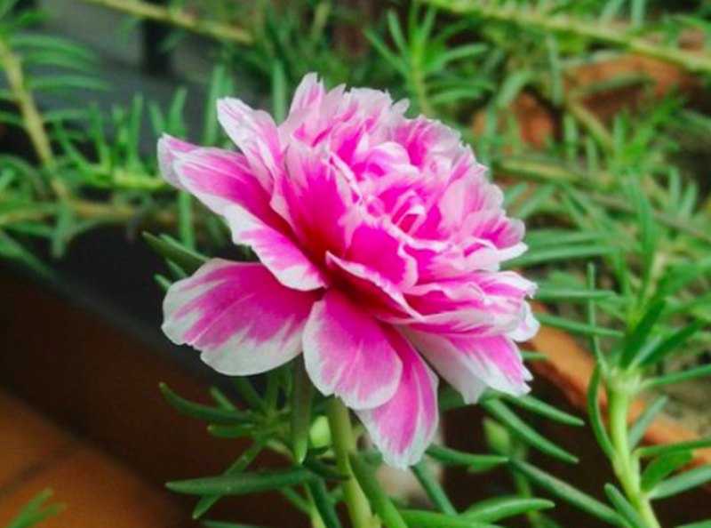 bunga pukul sembilan