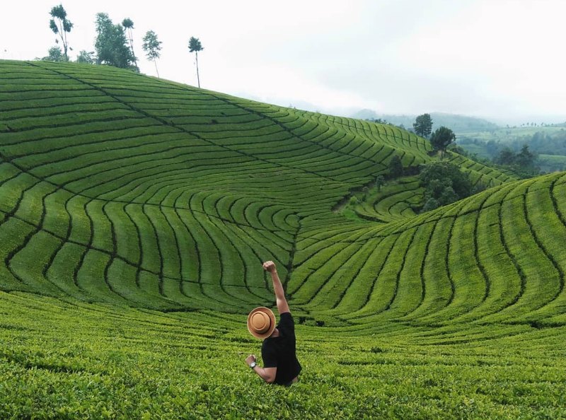 3. Perkebunan Teh Malabar