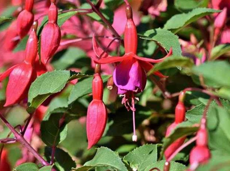 kembang anting-anting