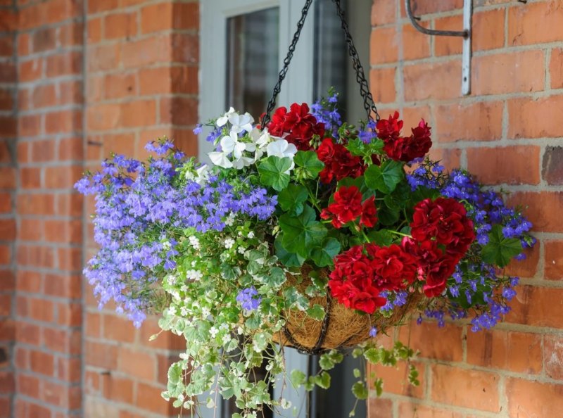 tanaman hias gantung