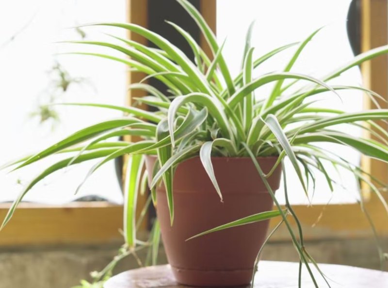 tanaman hias gantung