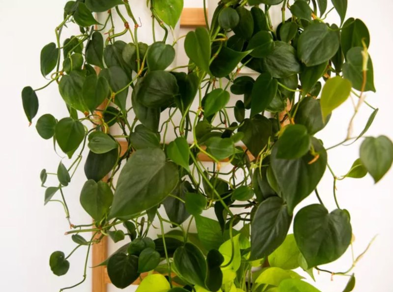heart leaf philodendron