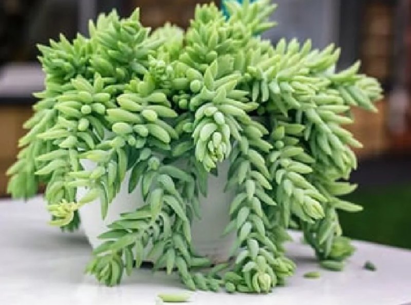 tanaman hias gantung