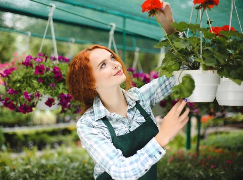 tanaman hias gantung