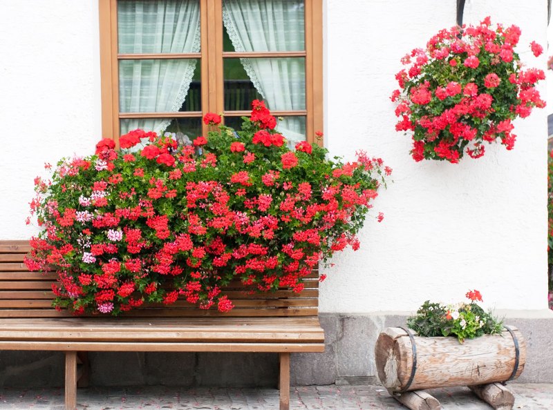 tanaman hias gantung