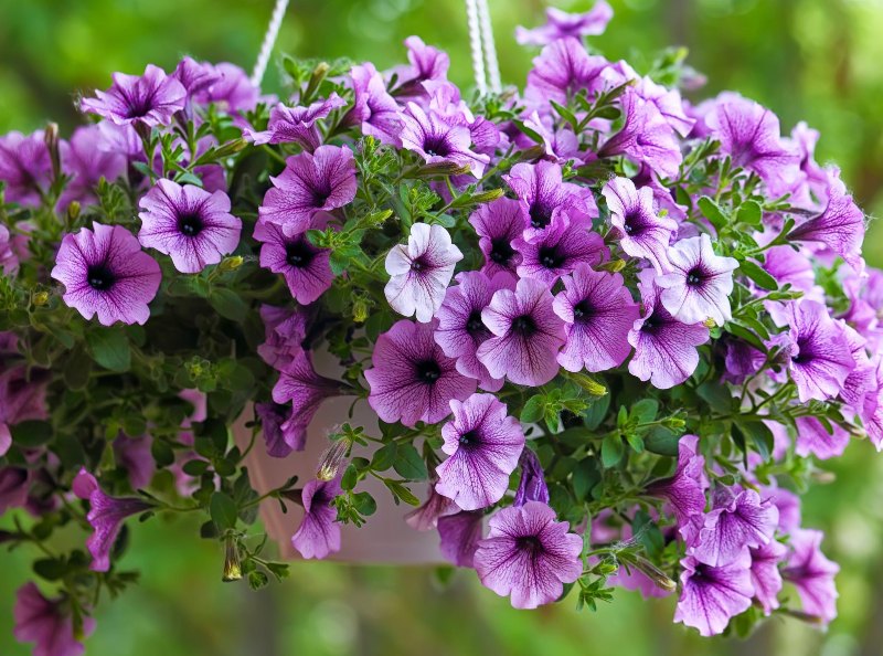 bunga petunia