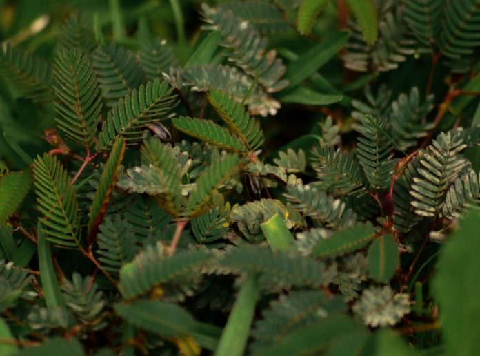 Khasiat Daun Putri Malu