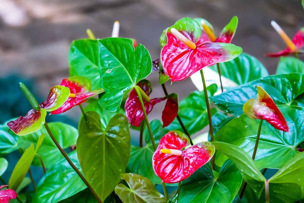 tanaman Anthurium