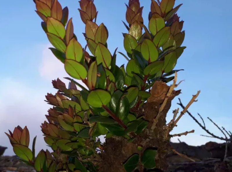 tanaman liar yang bisa dimakan