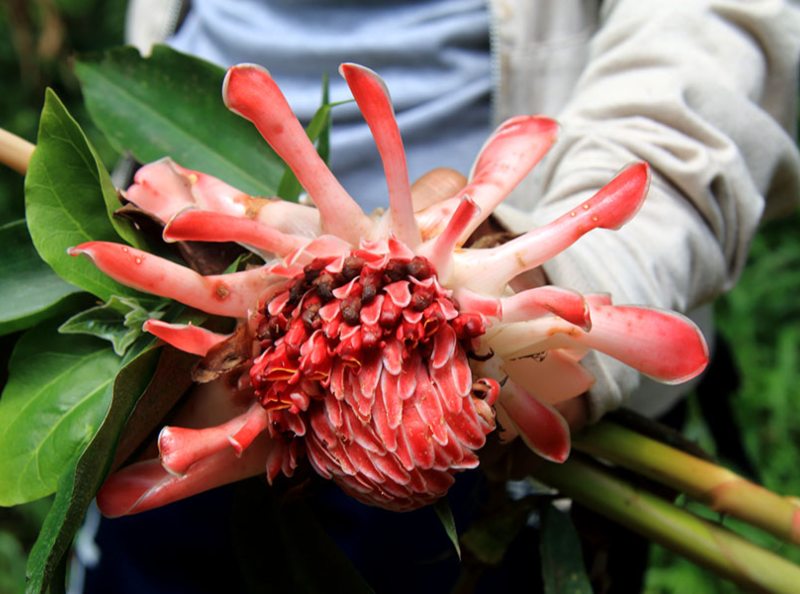 tanaman liar yang bisa dimakan