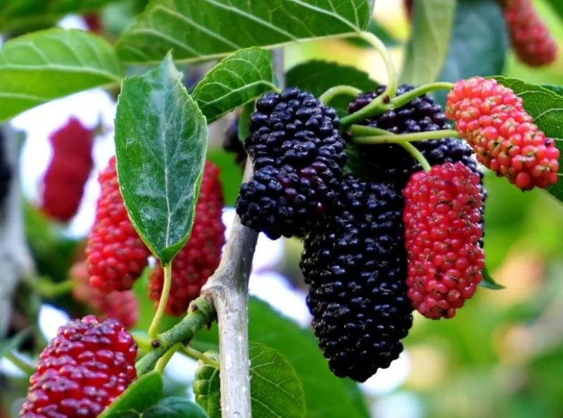 tanaman liar yang bisa dimakan