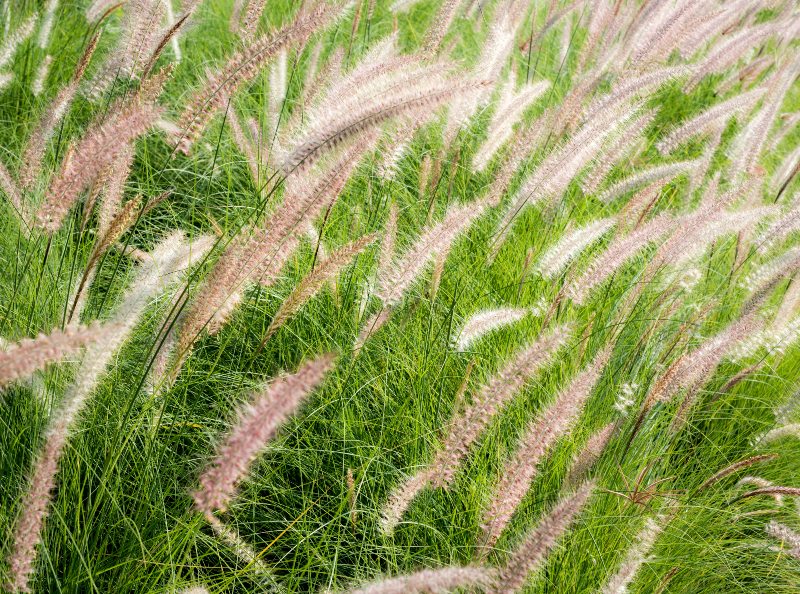 tanaman liar yang bisa dimakan