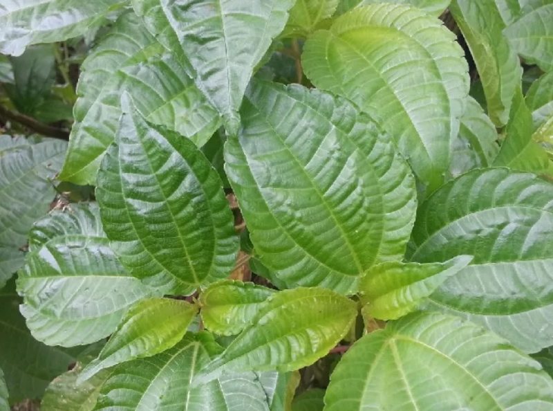 tanaman liar yang bisa dimakan