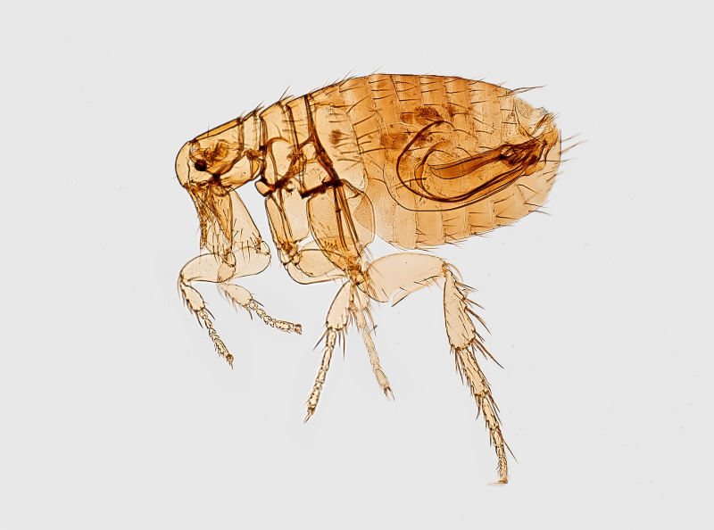 cara membasmi kutu kasur
