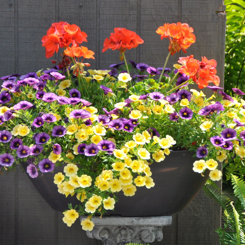 tanaman gantung tahan panas