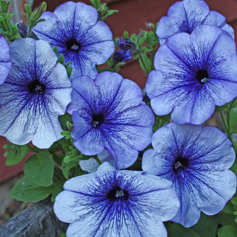 tanaman gantung tahan panas