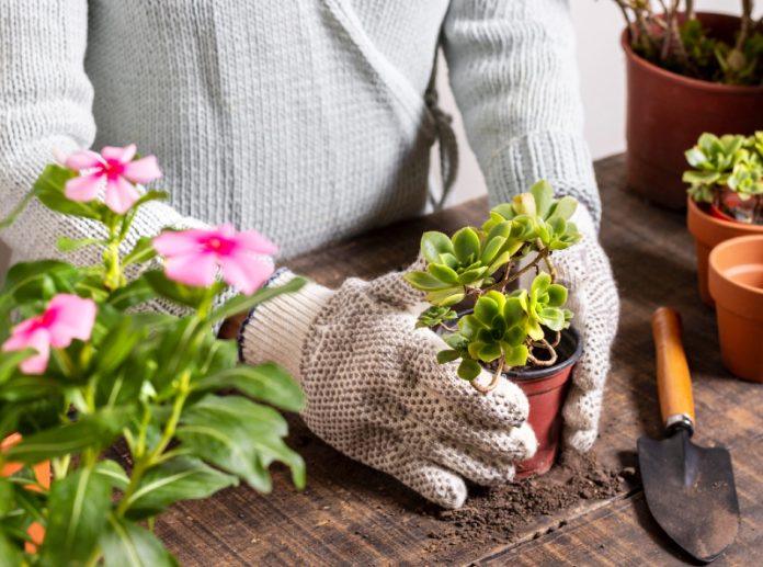 tanaman gantung tahan panas