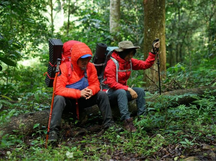 pohon-dapat-redakan-stres