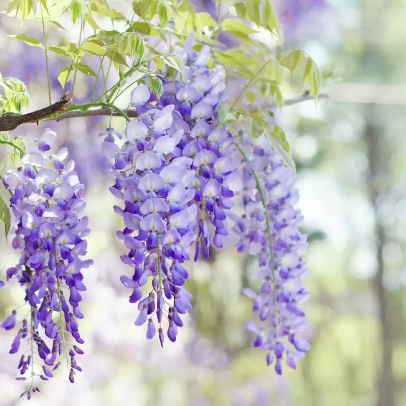 tanaman gantung tahan panas