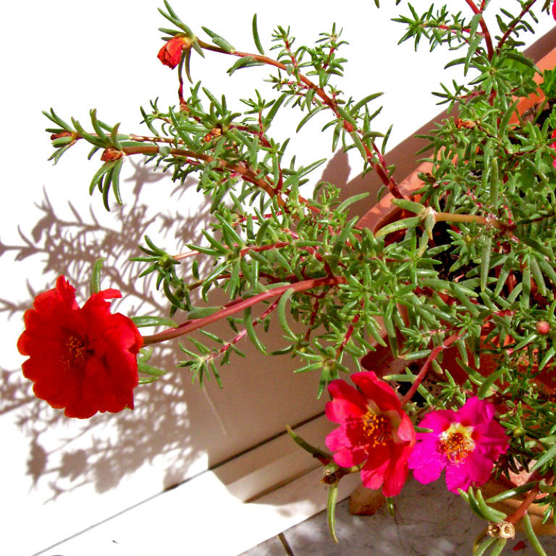 tanaman gantung tahan panas