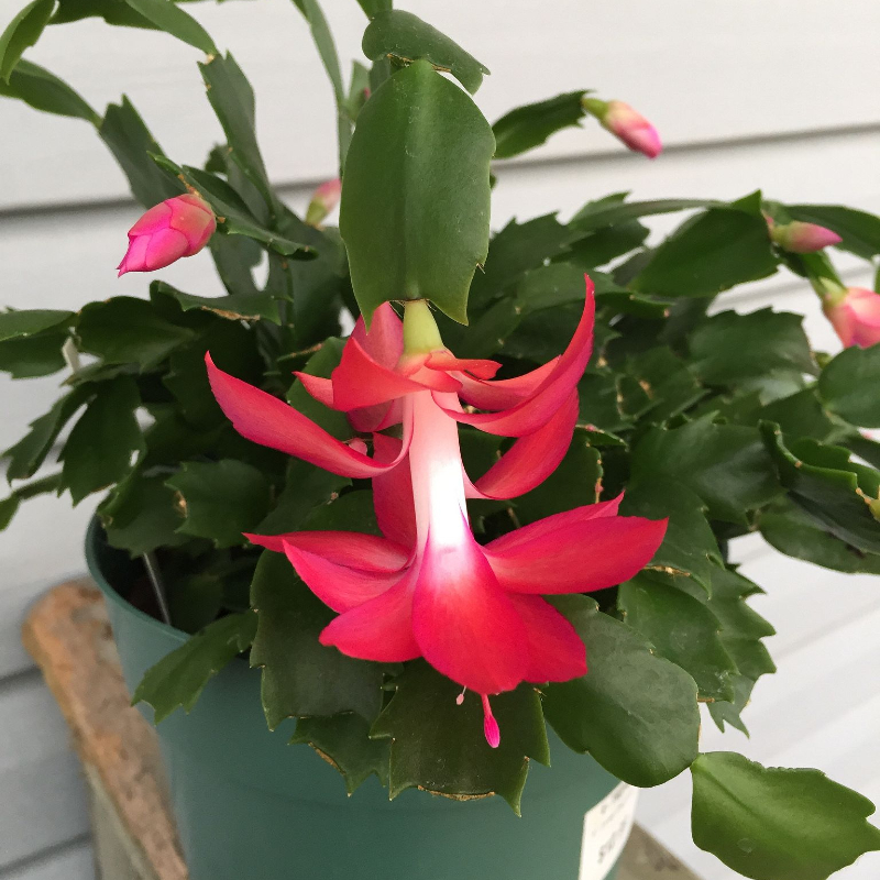 tanaman gantung tahan panas