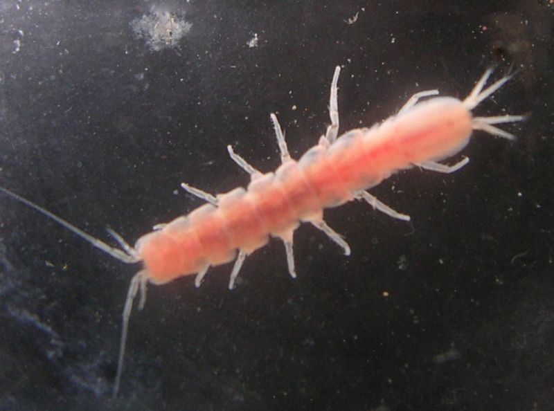 udang purba Stenasellus javanicus