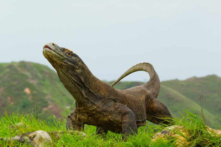 Hewan endemik Indonesia