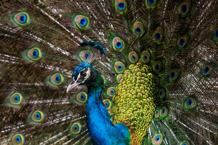 Hewan endemik Indonesia