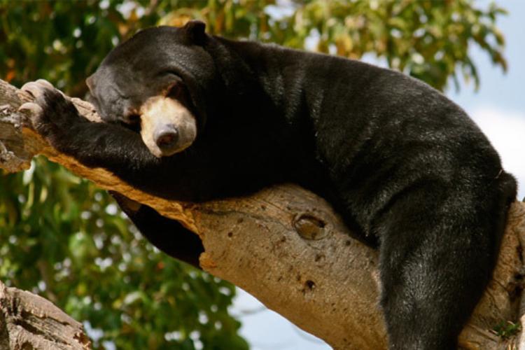 Hewan endemik Indonesia