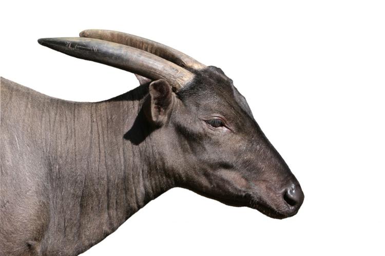 Hewan endemik Indonesia