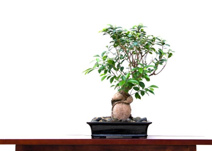 bonsai