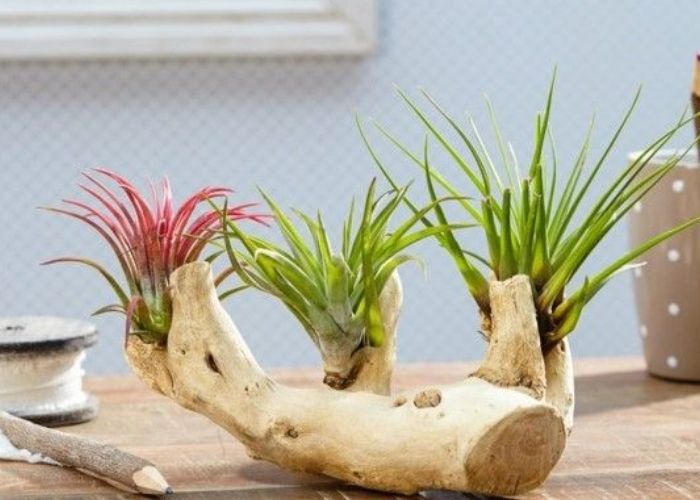 air plant