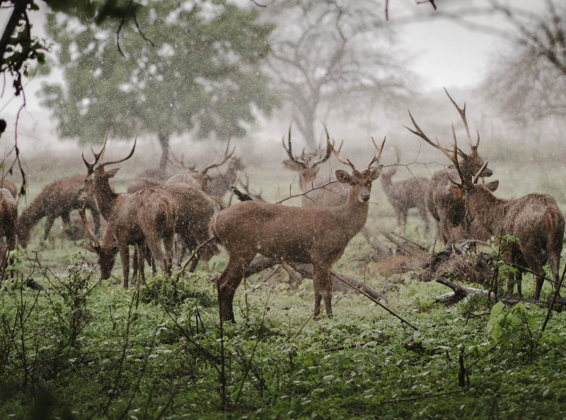 Destinasi ekowisata di Indonesia